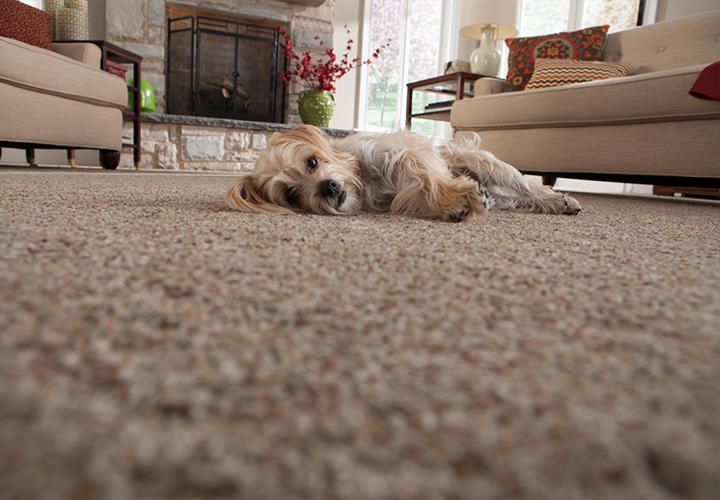 alfombra residencial