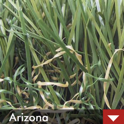 Hoodie With Patch Logo